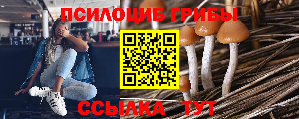 Галлюциногенные грибы Cubensis Новозыбков
